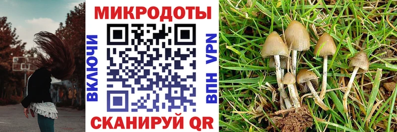 магазин продажи наркотиков  Зеленоградск  Галлюциногенные грибы Psilocybine cubensis 